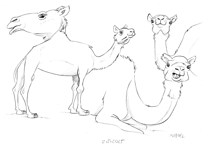 Königsreise Kamele 1