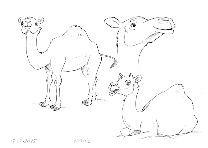 Königsreise Kamele 2